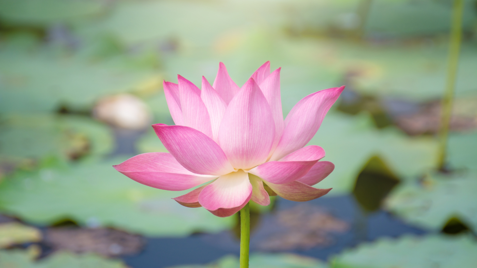 Holistic Well-Being